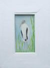 wood stork