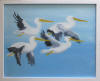 pelicans